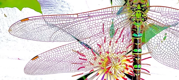 Flower and dragonfly
